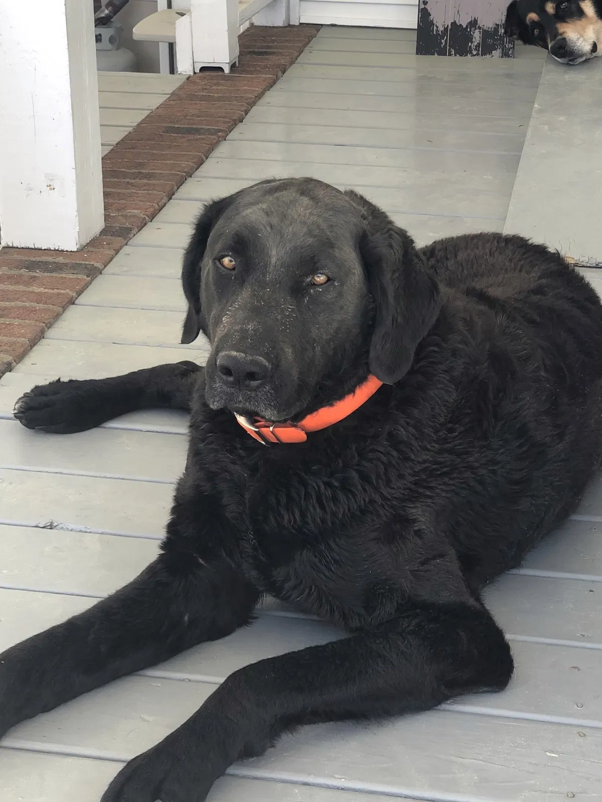 Lost dog in Garner, NC, 27529