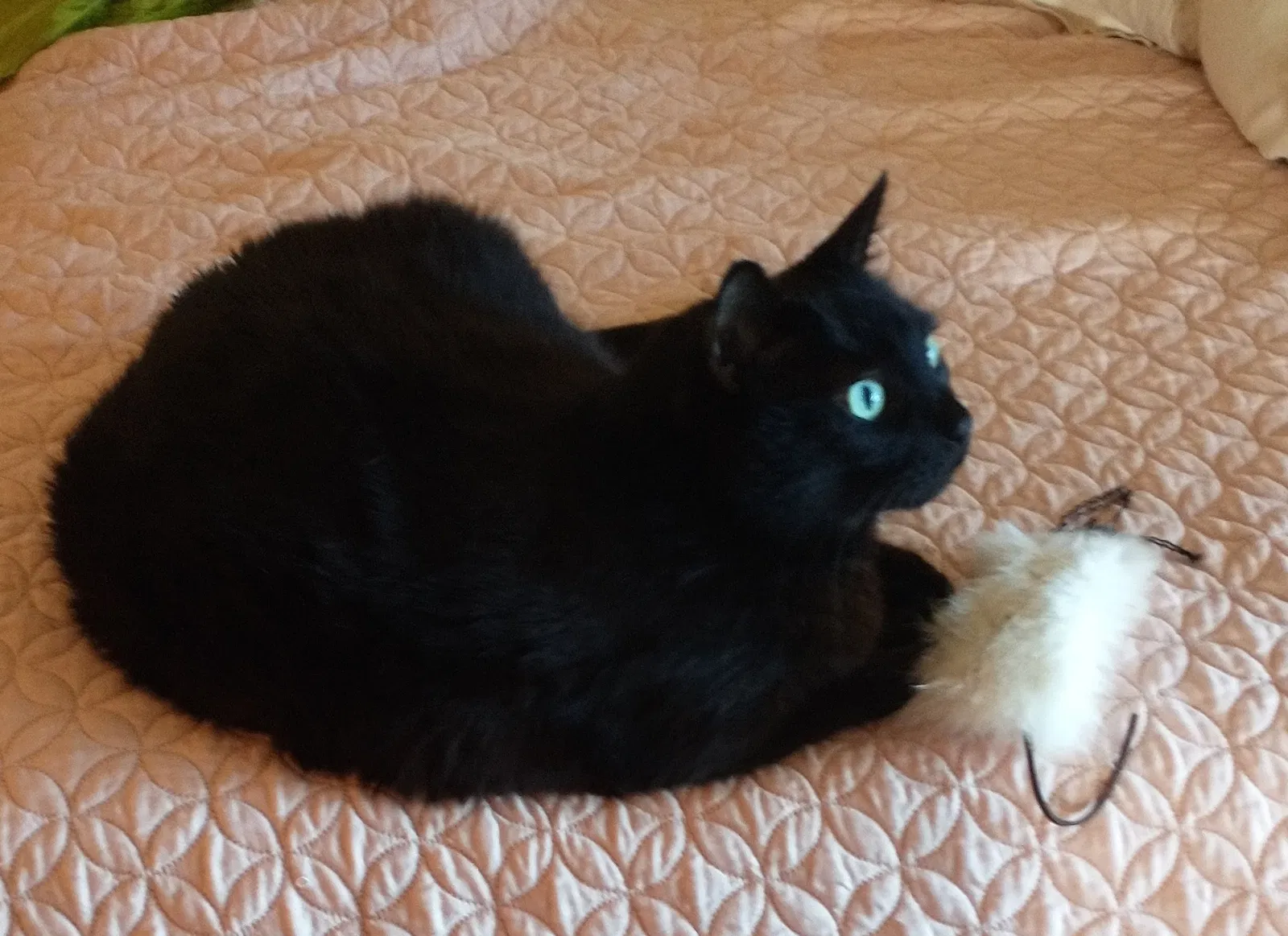Lost cat in Gig Harbor, WA, 98329