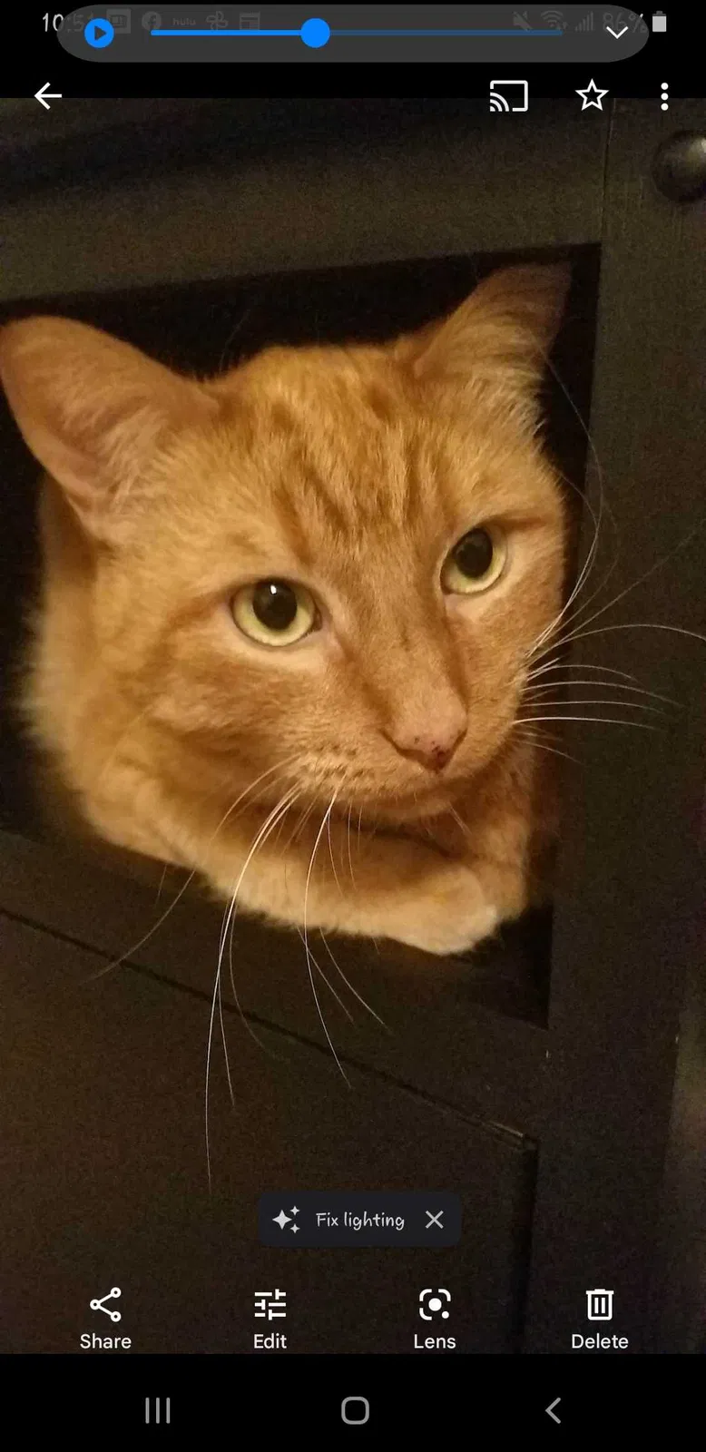 Lost cat in Las Vegas, NV, 89129
