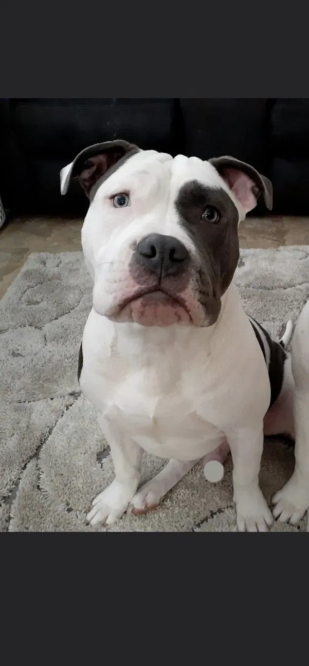 Lost dog in Evansville, IN, 47714