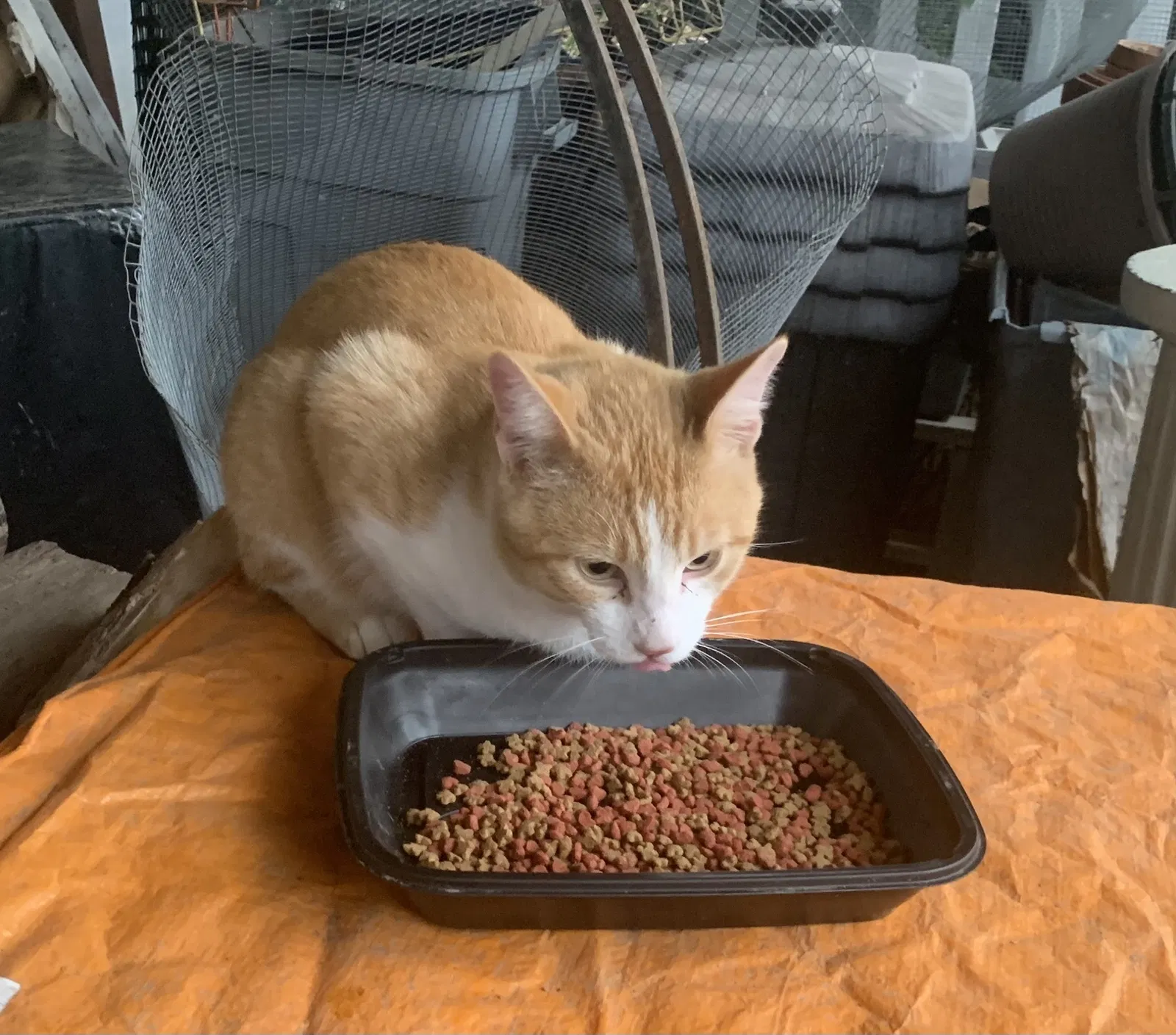 Found cat in Ballwin, MO, 63011