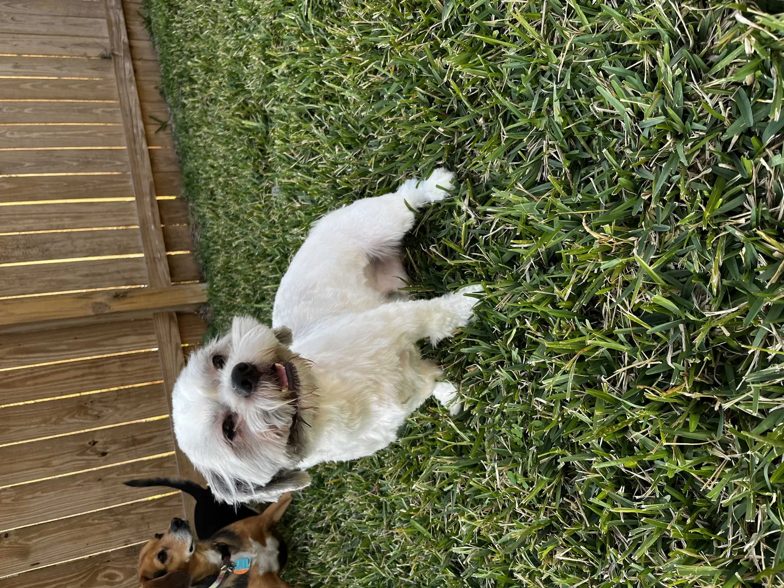 Lost dog in Corpus Christi, TX, 78415