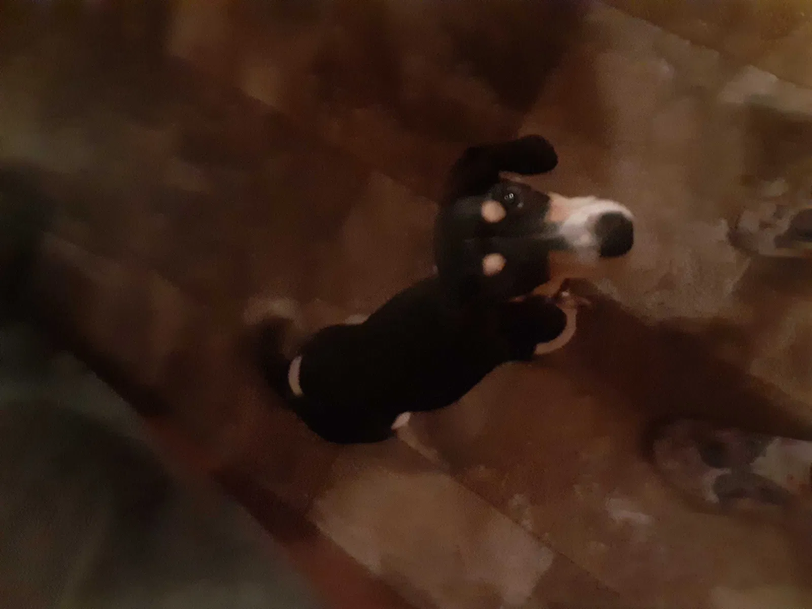 Lost dog in Vienna, GA, 31092