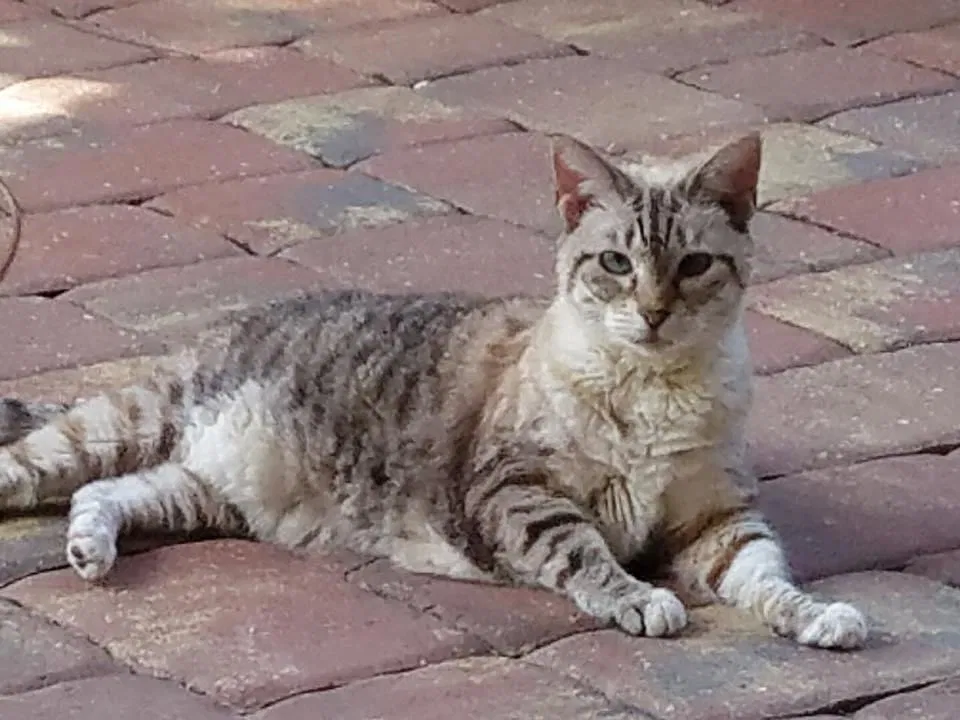 Lost cat in Haines City, FL, 33844