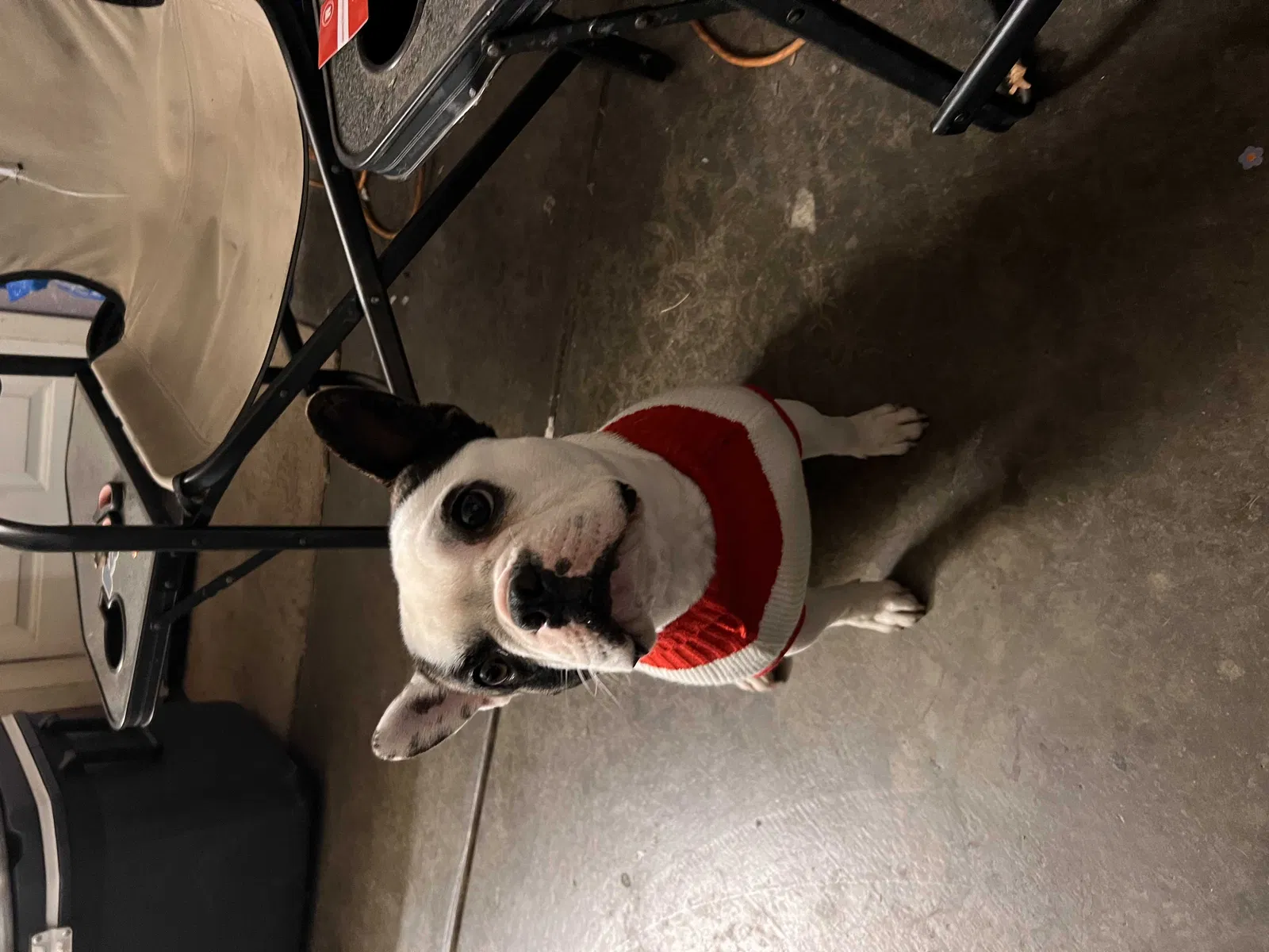 Lost dog in Modesto, CA, 95358