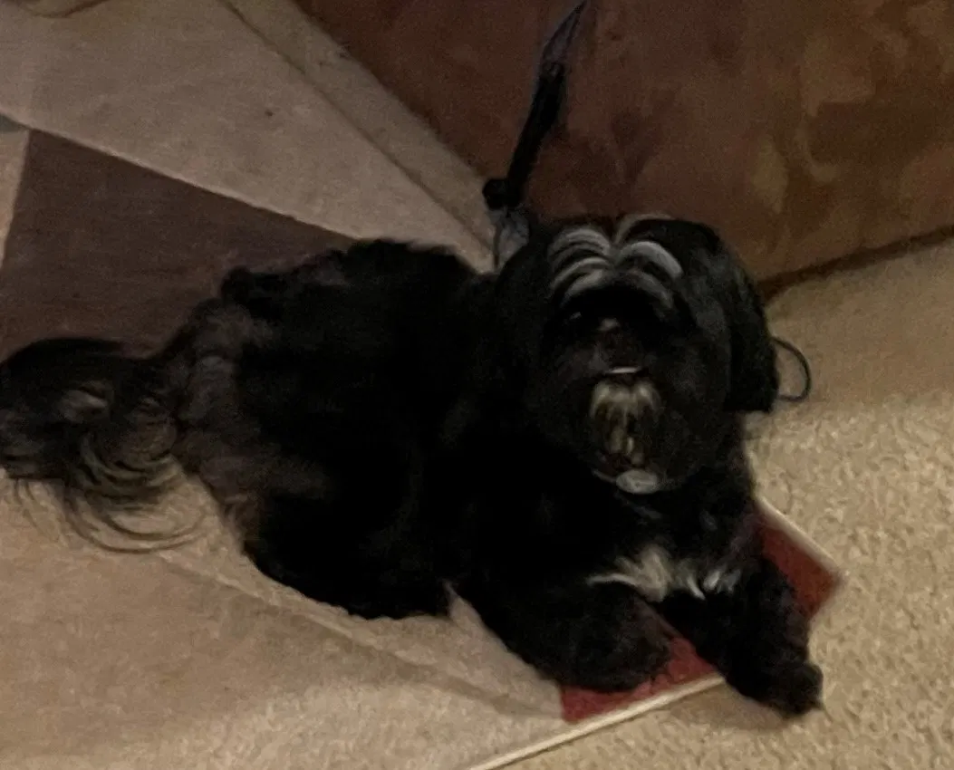 Lost dog in Charlotte, NC, 28206