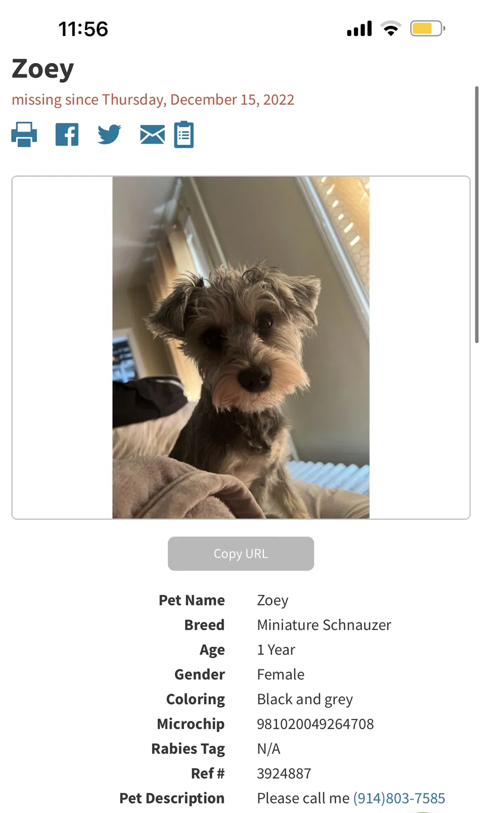 Lost dog in Mount Vernon, NY, 10550