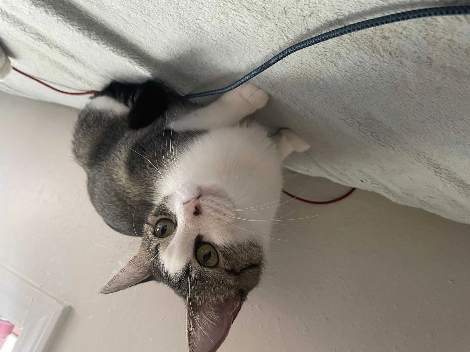 Lost cat in Norman, OK, 73071