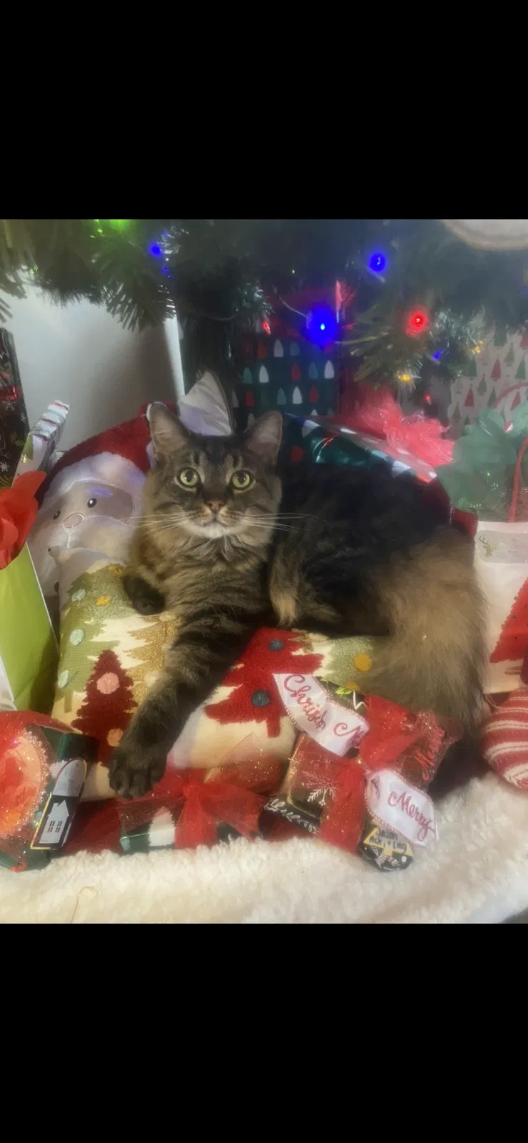 Lost cat in La Grange, KY, 40031