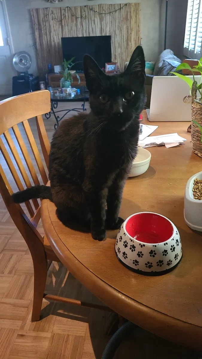 Lost cat in San Bruno, CA, 94066