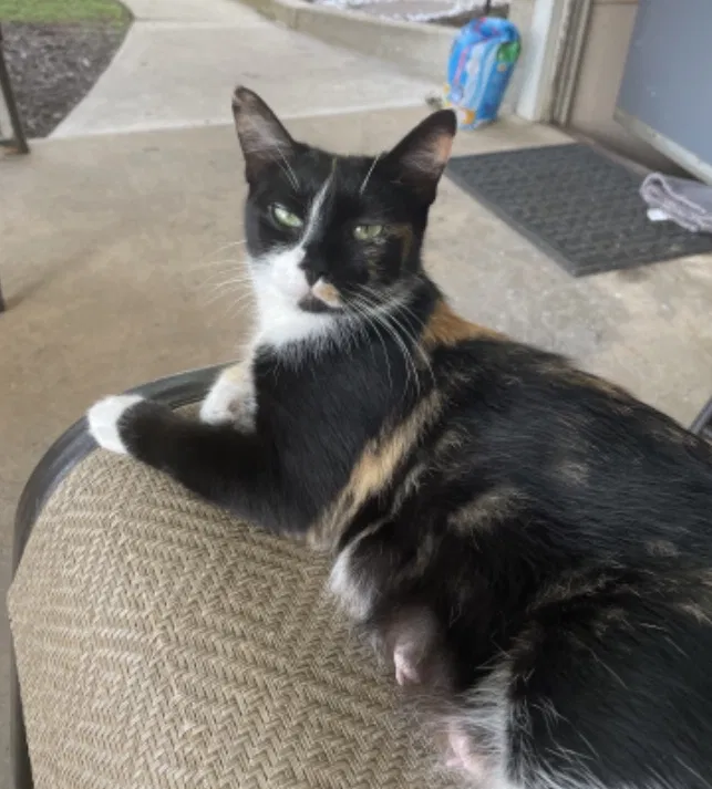 Lost cat in Parkesburg, PA, 19365