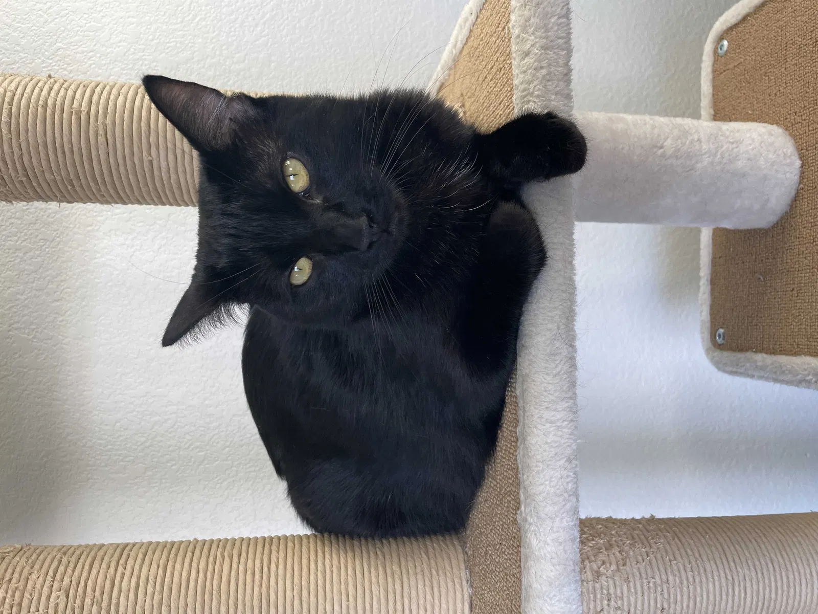 Lost cat in Henderson, NV, 89052