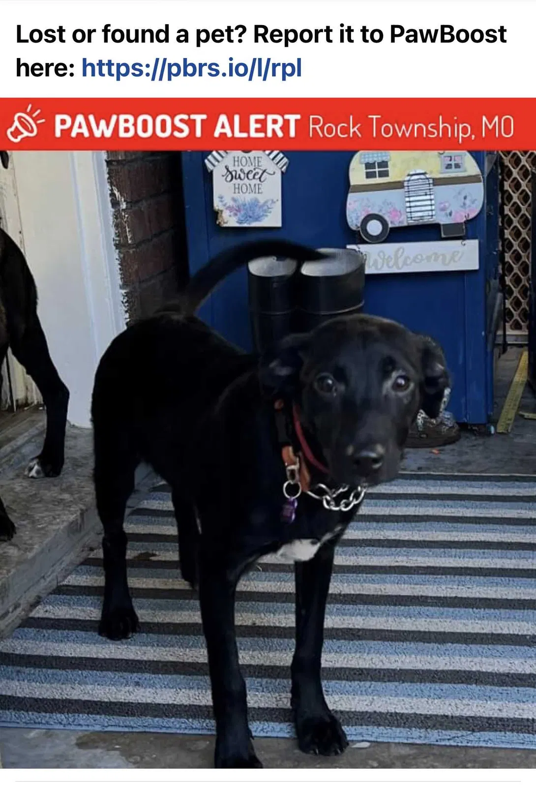 Lost dog in Fenton, MO, 63026