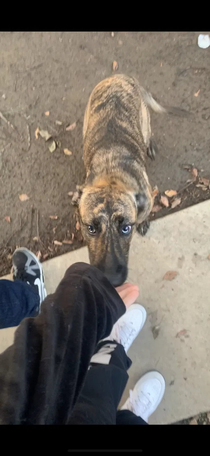 Lost dog in Visalia, CA, 93292