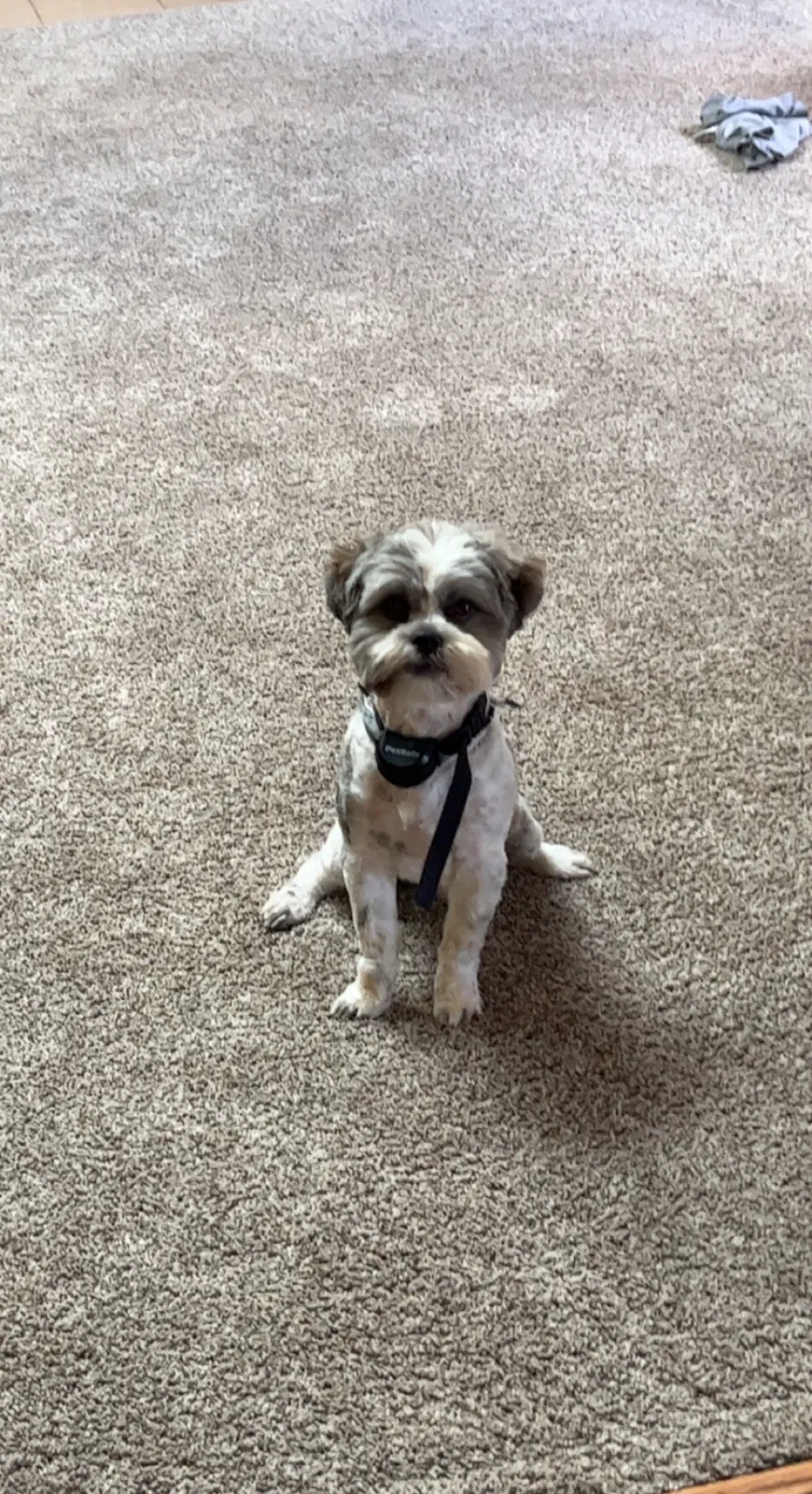 Lost dog in Springfield, OH, 45502