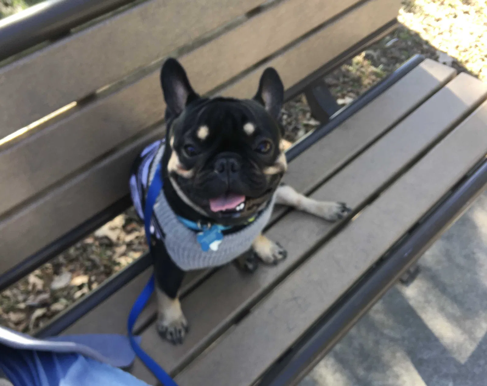 Lost dog in Crosby, TX, 77532
