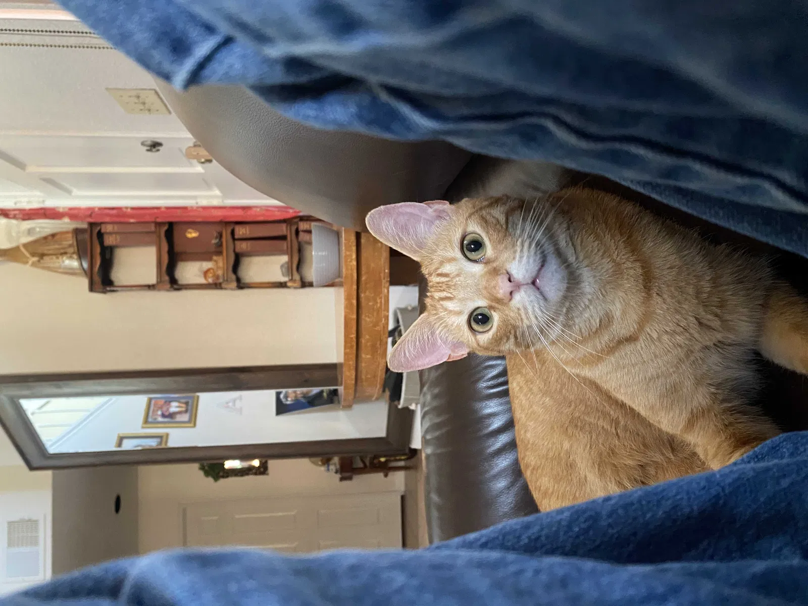Lost cat in San Marcos, CA, 92069