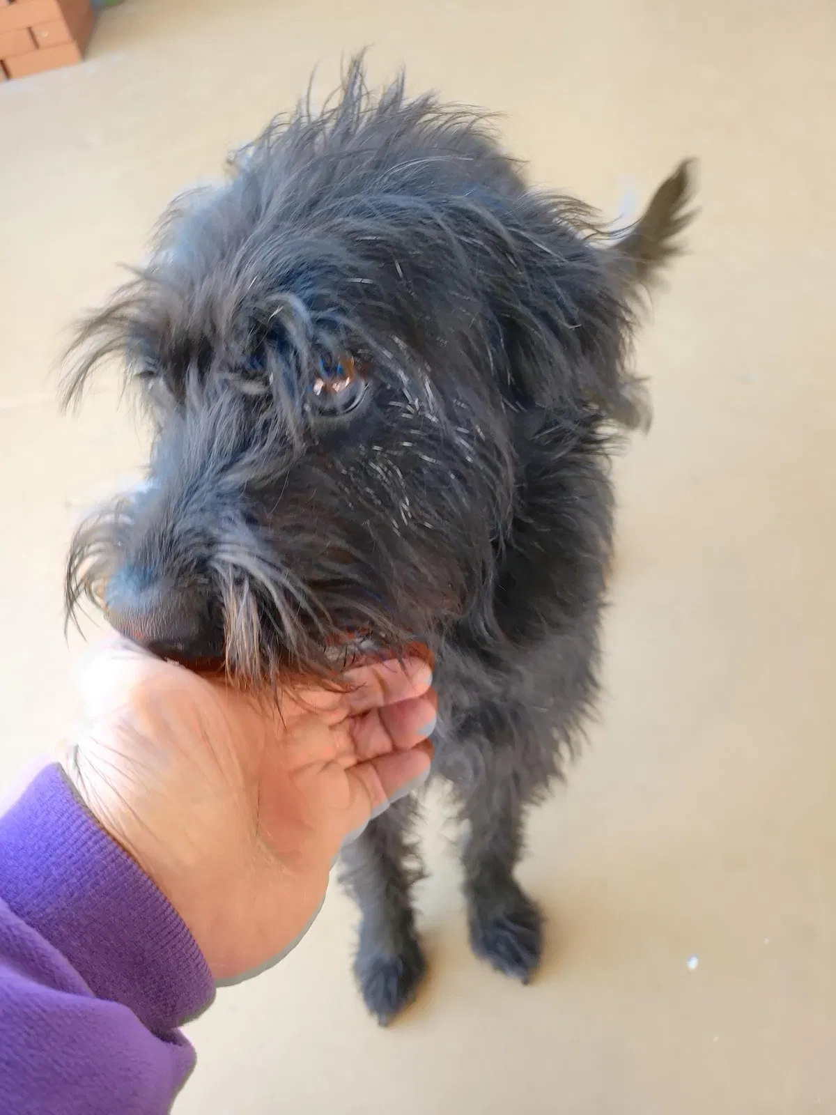 Found dog in Palmdale, CA, 93550