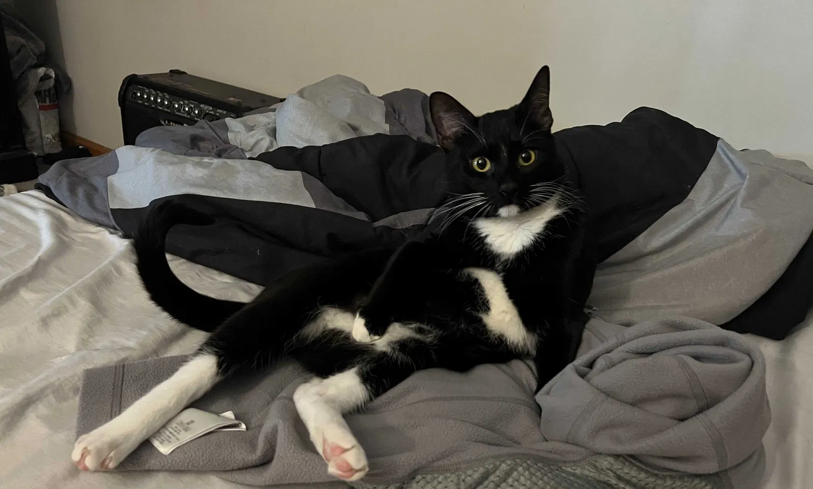 Lost cat in Dallas, GA, 30132