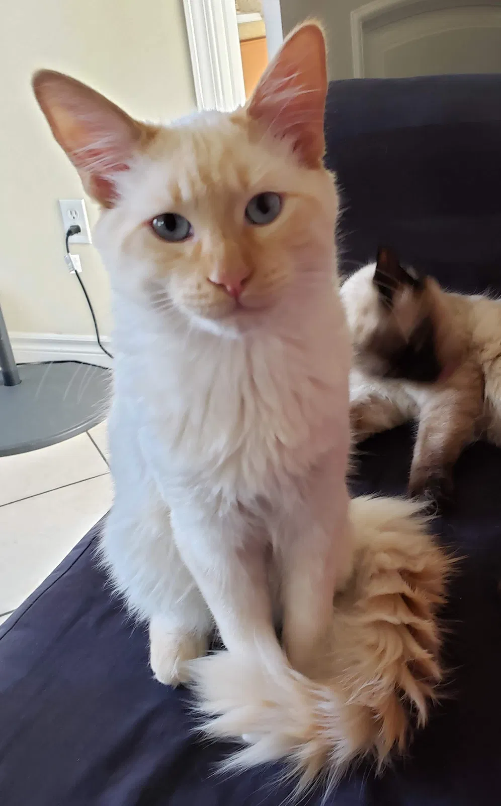Lost cat in Murrieta, CA, 92563