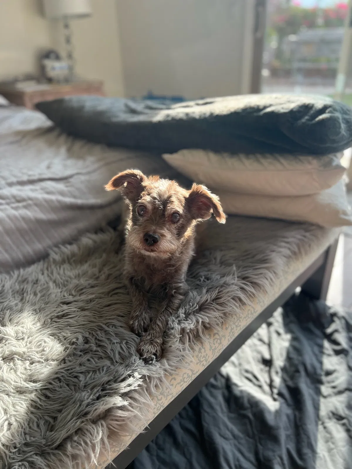 Lost dog in Marana, AZ, 85658