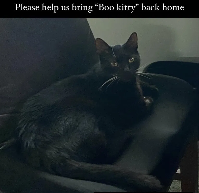 Lost cat in Anaheim, CA, 92805