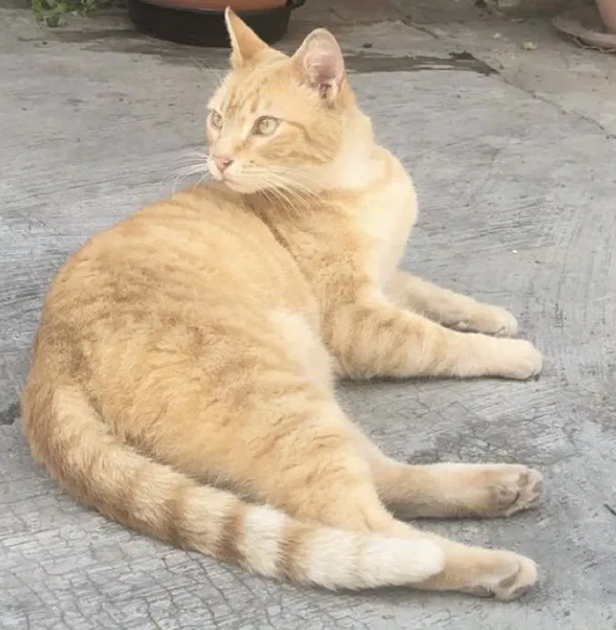 Lost cat in La Habra, CA, 90631