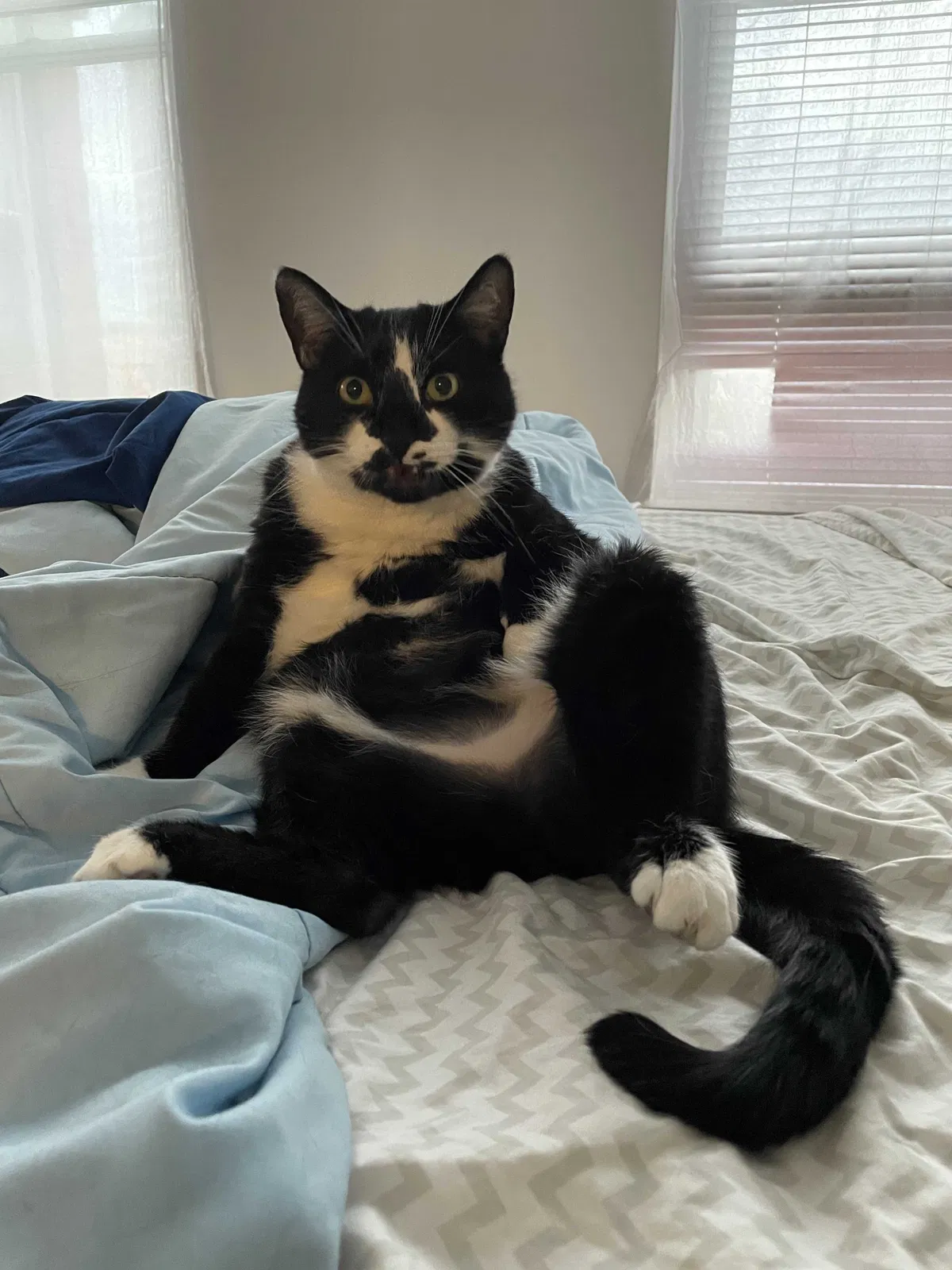 Lost cat in Glendale, AZ, 85310