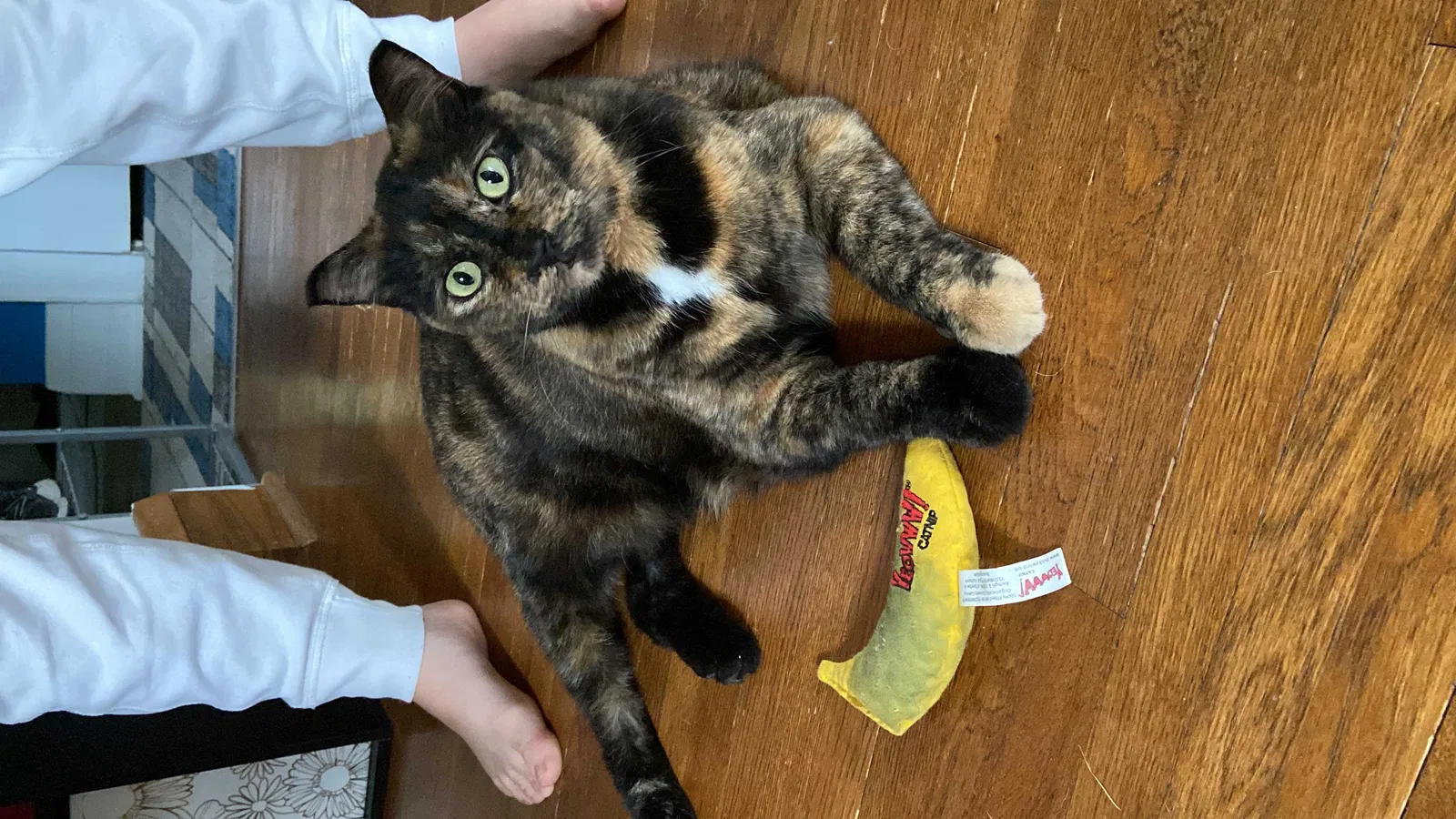 Lost cat in Minneapolis, MN, 55417