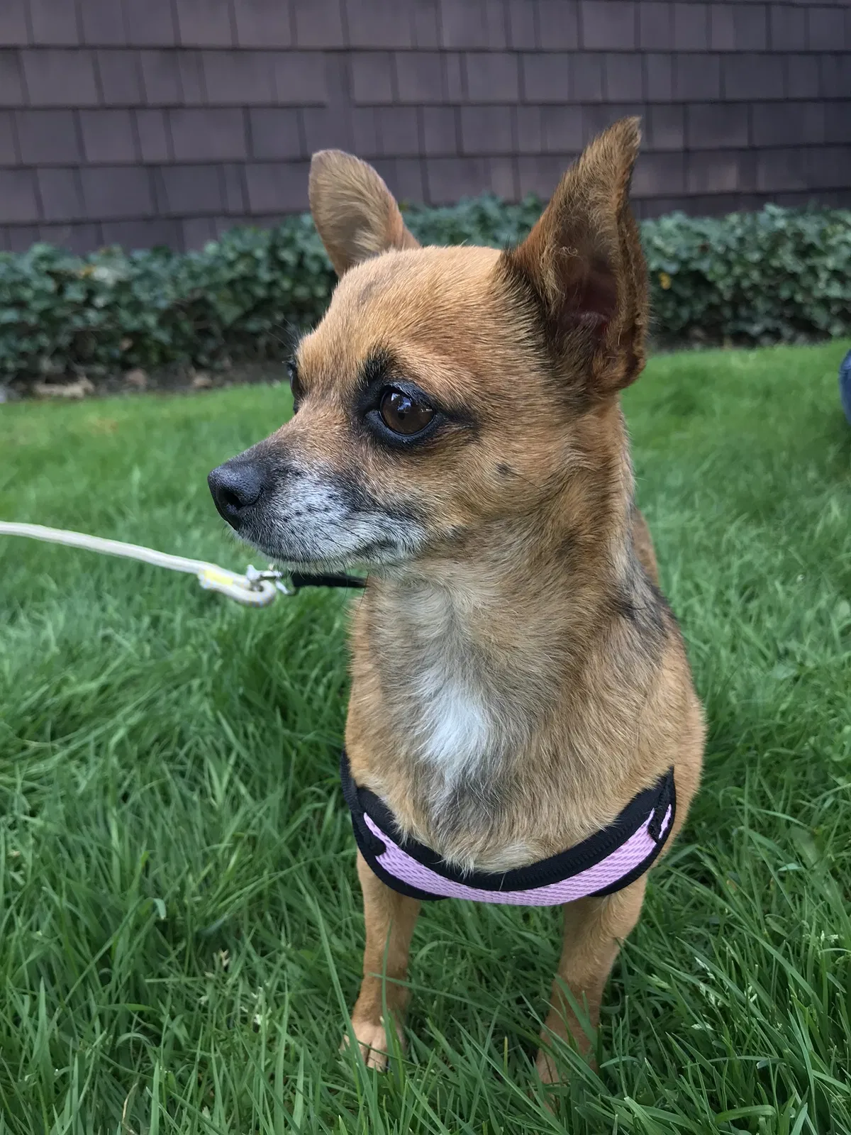Lost dog in Santa Rosa, CA, 95404