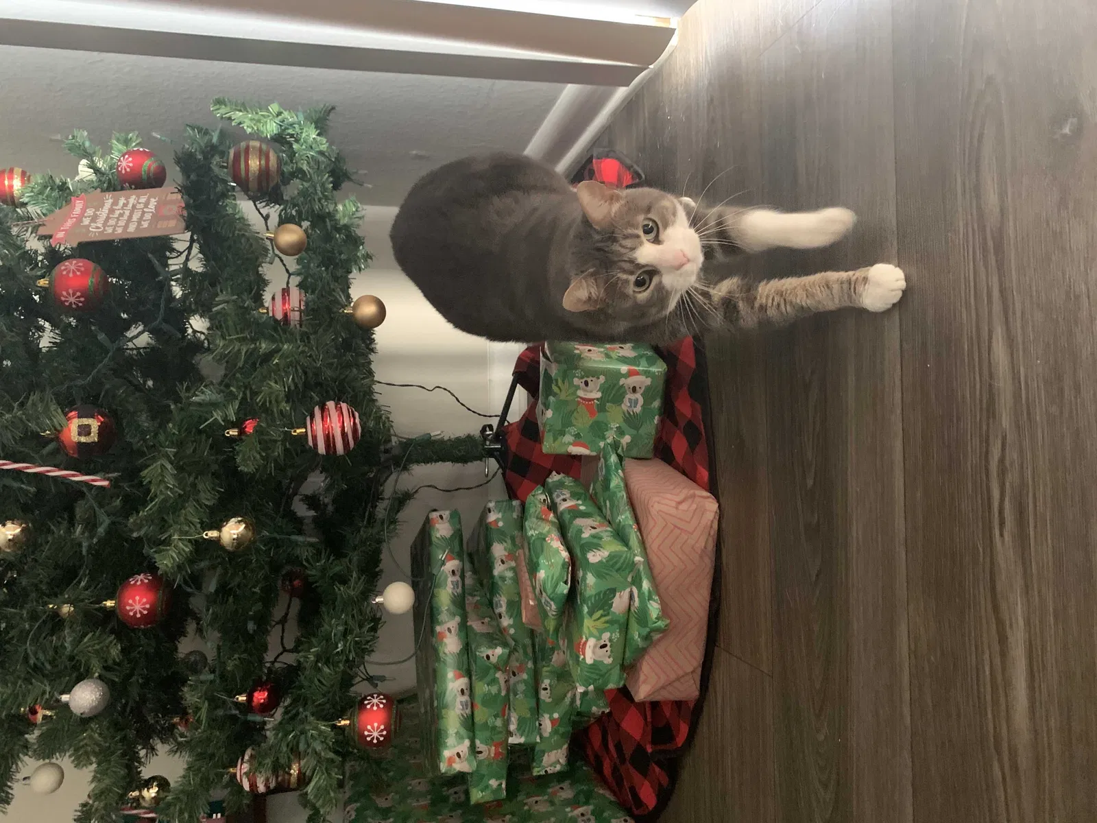 Lost cat in Palm Harbor, FL, 34683