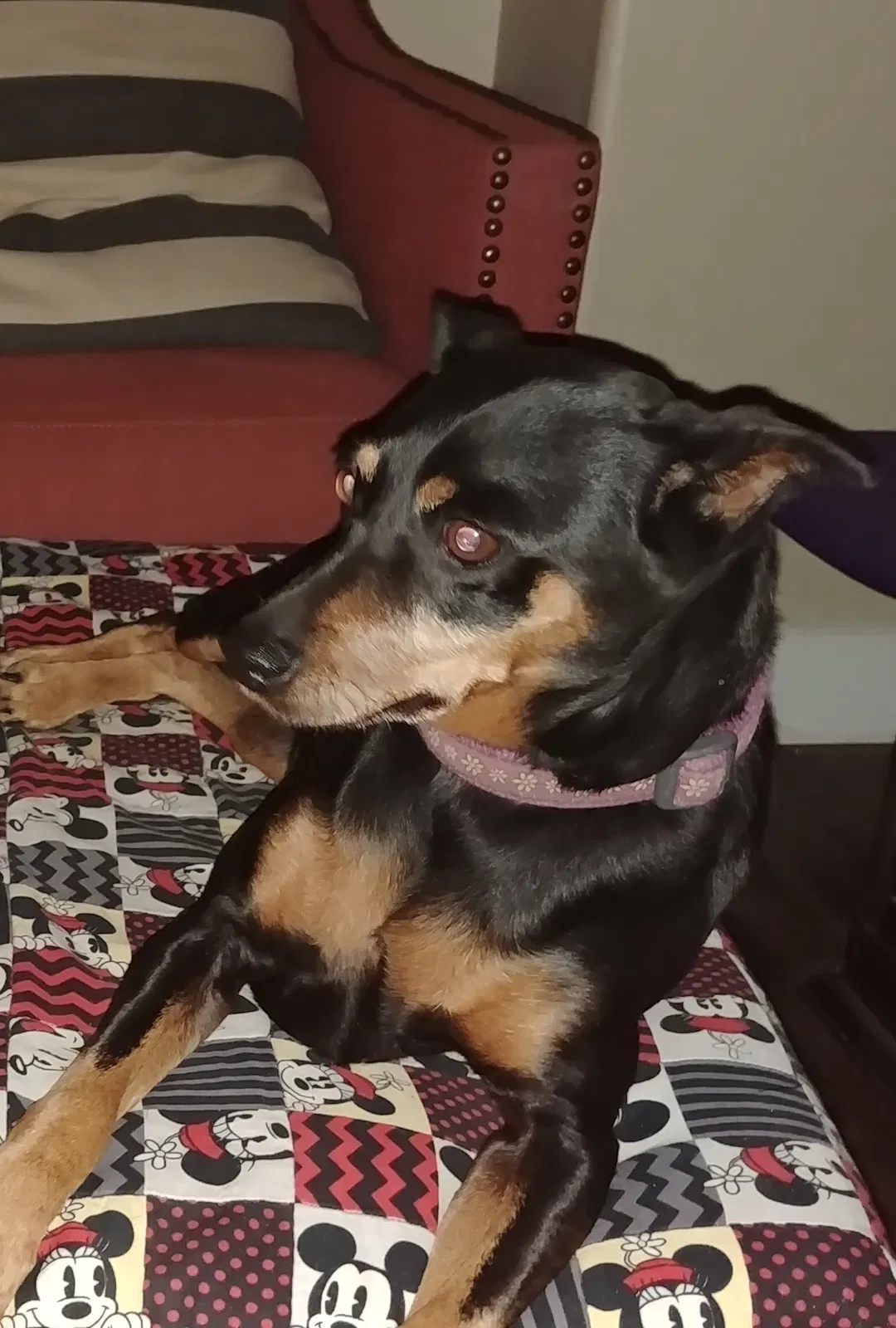 Lost dog in Fresno, CA, 93723
