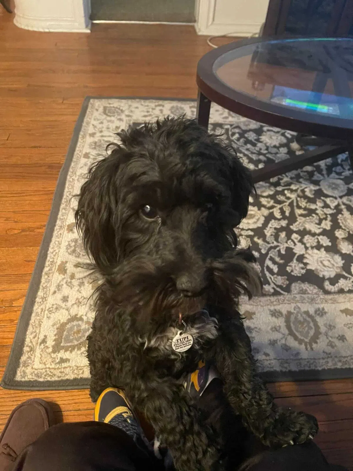 Lost dog in El Paso, TX, 79903