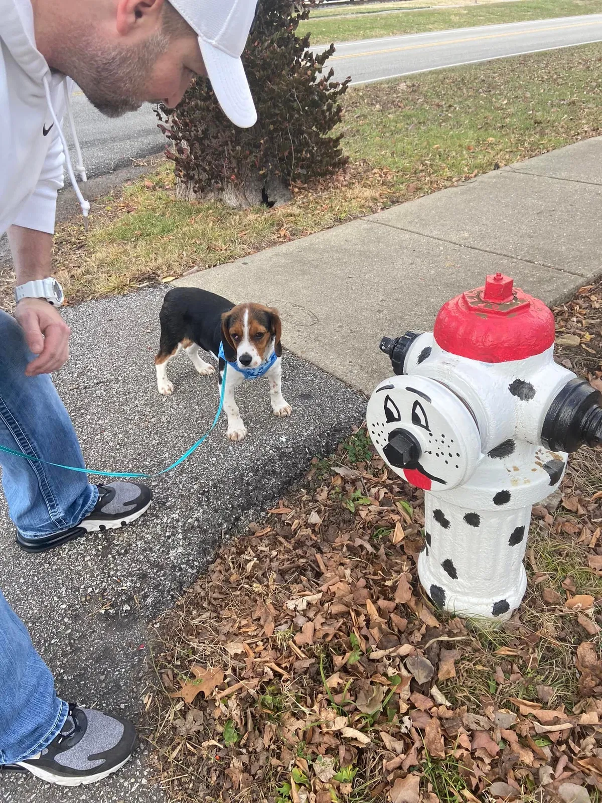 Lost dog in Radcliff, KY, 40160