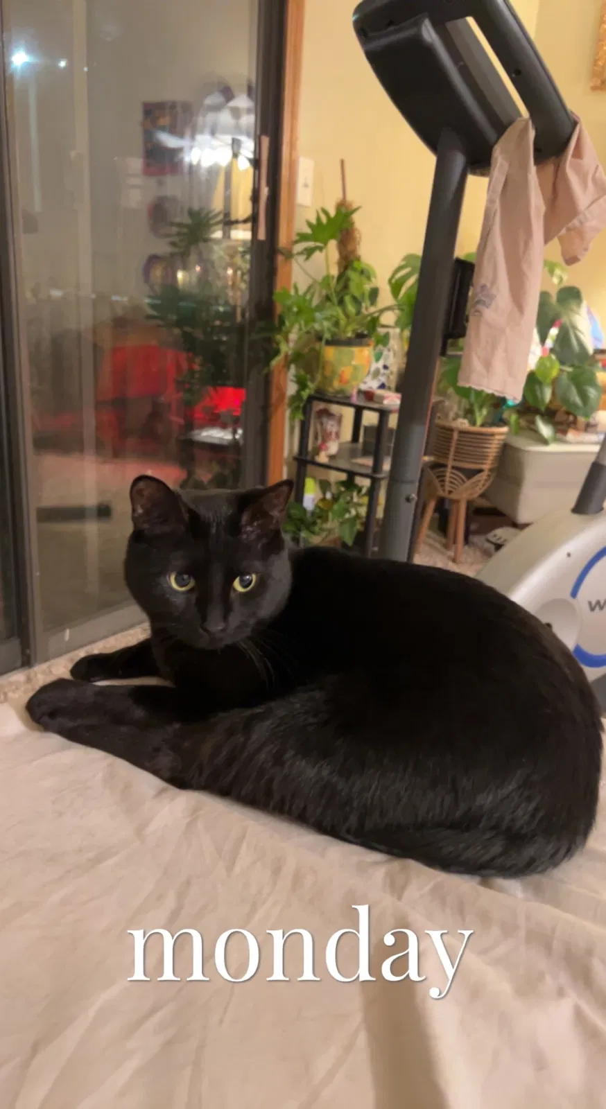 Lost cat in Raymore, MO, 64083