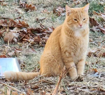 Lost cat in Iowa City, IA, 52246
