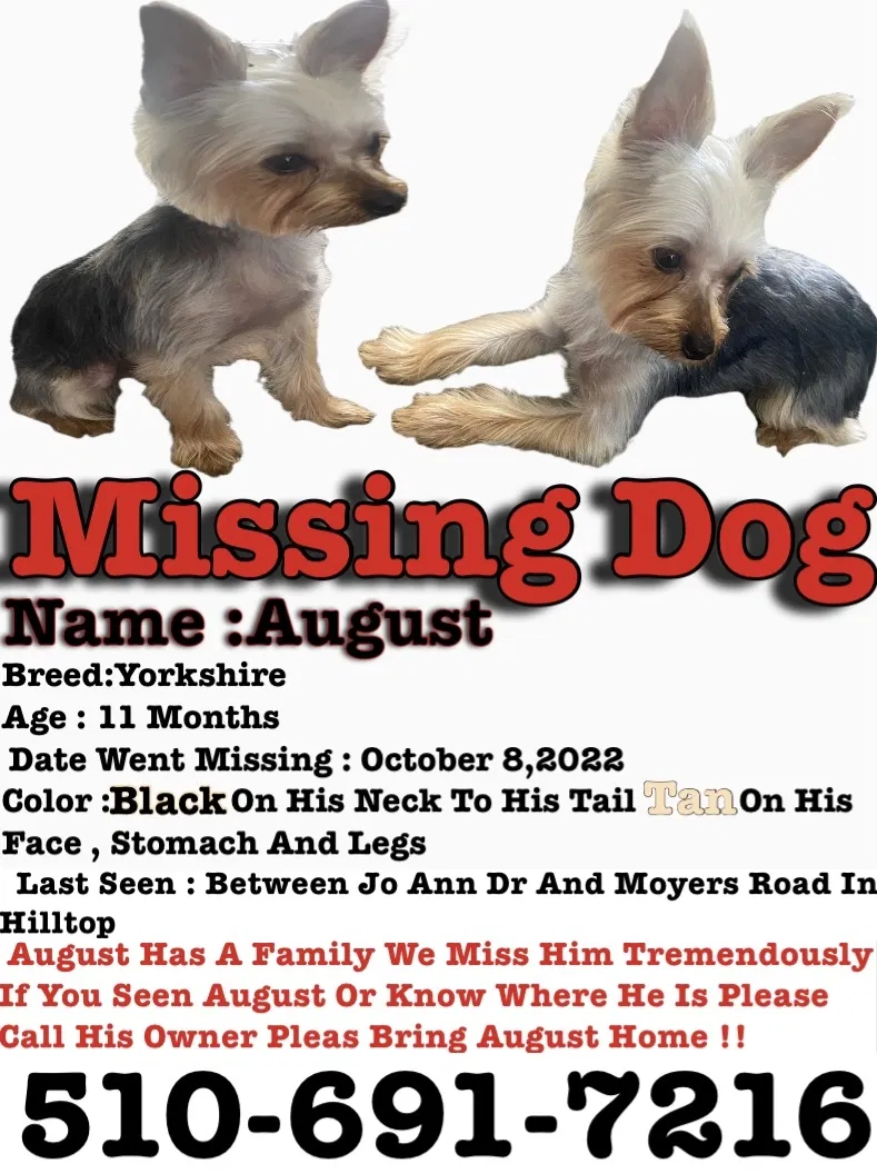 Lost dog in San Pablo, CA, 94806