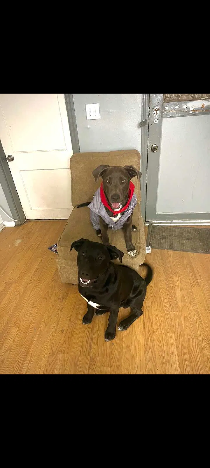 Lost dog in Placerville, CA, 95667