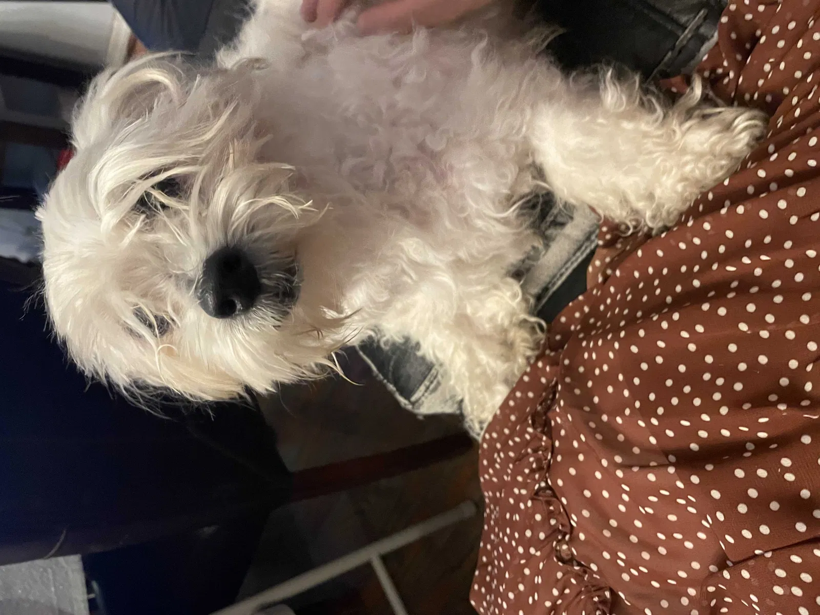 Lost dog in Jamaica, NY, 11434