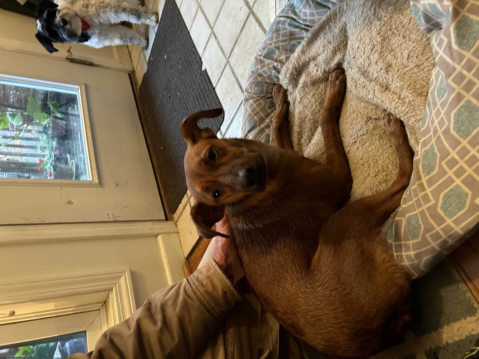 Found dog in Asheville, NC, 28801