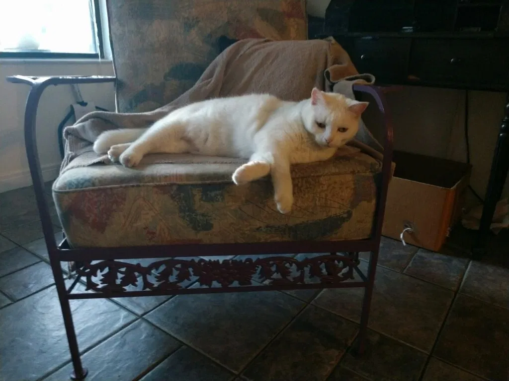 Lost cat in Jacksonville, FL, 32216
