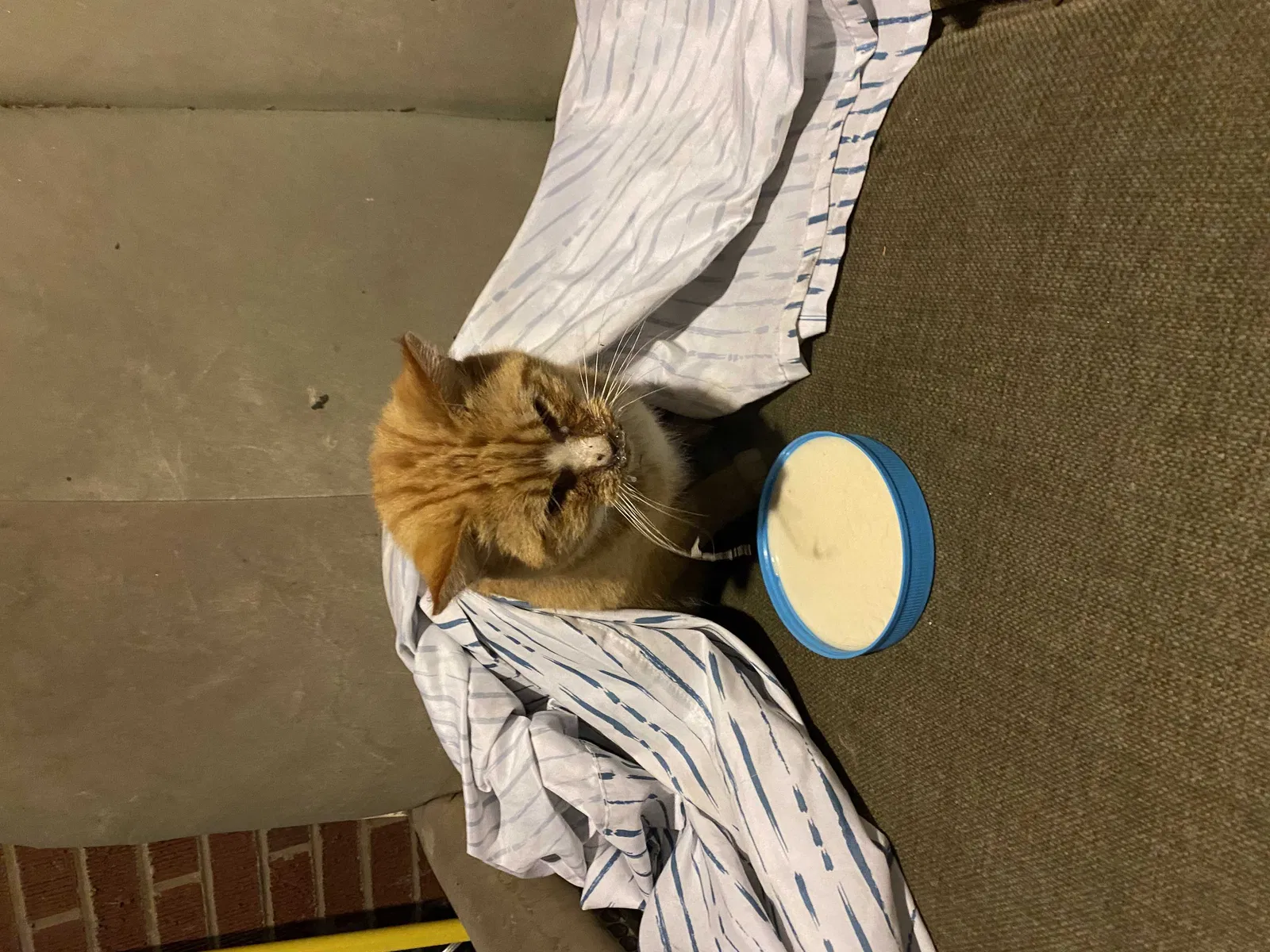 Found cat in Layton, UT, 84041