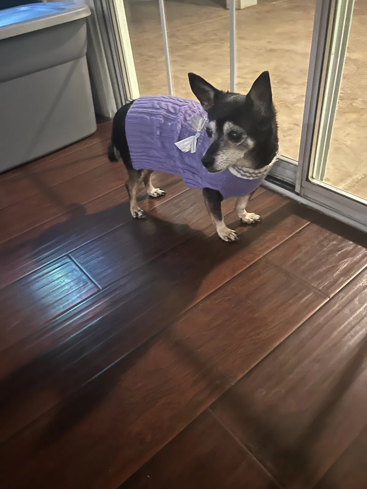 Lost dog in Las Vegas, NV, 89183