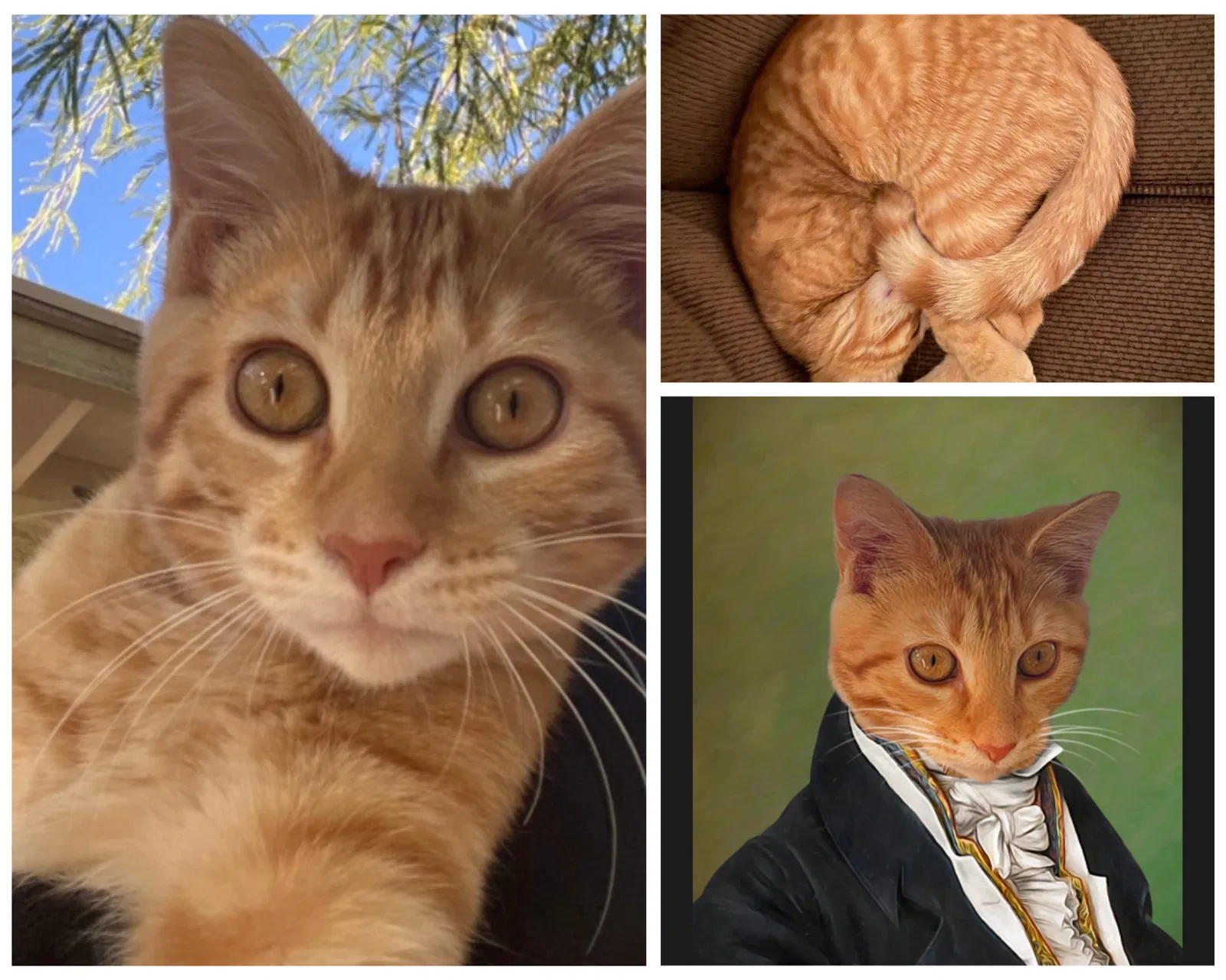 Lost cat in Goodyear, AZ, 85338