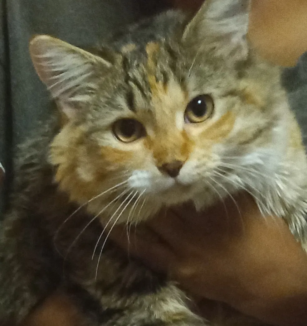 Found cat in Wisconsin Dells, WI, 53965