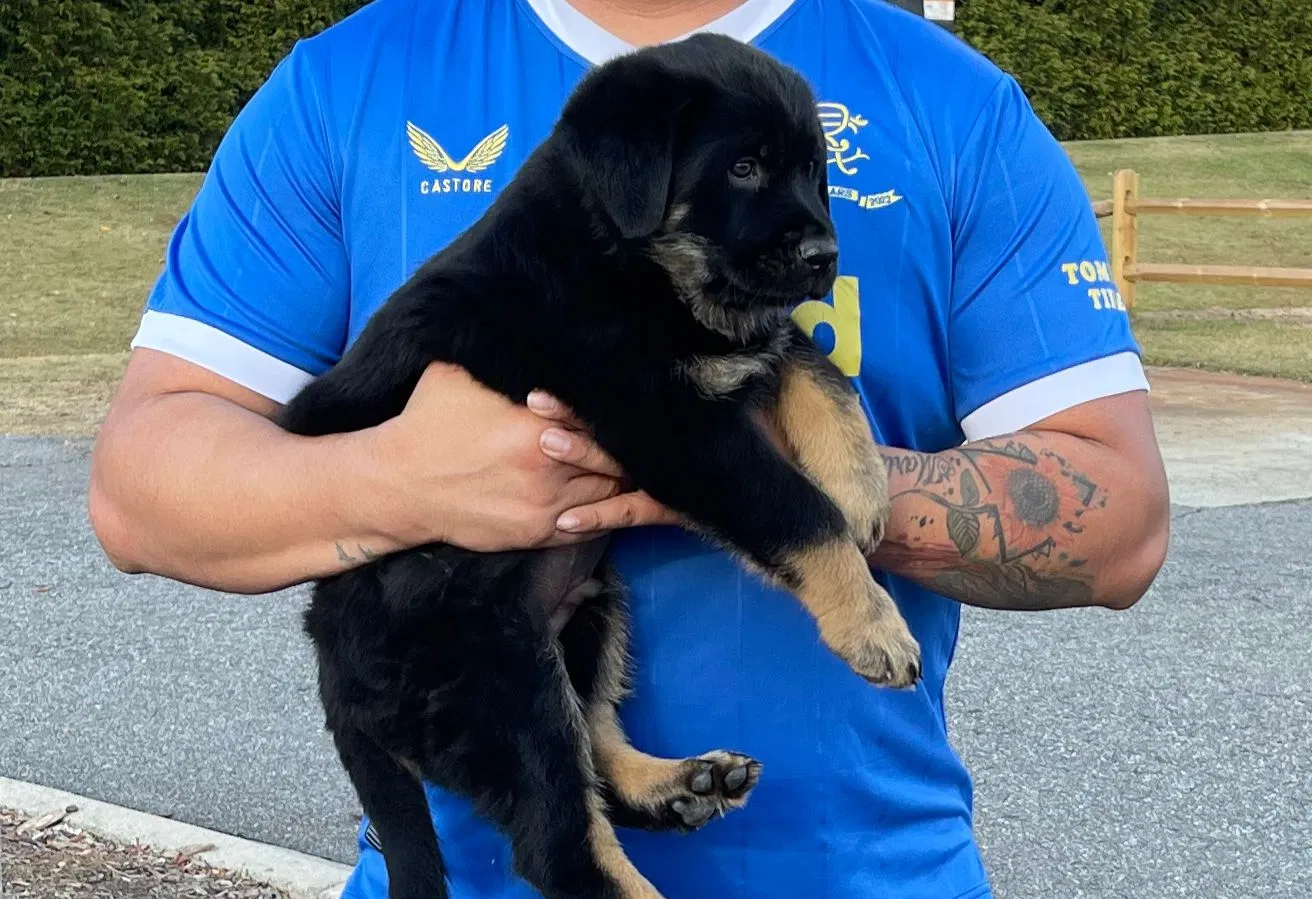 Lost dog in Statesville, NC, 28677