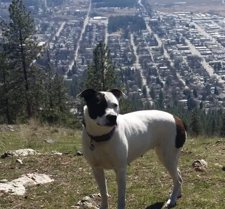 Lost dog in Colville, WA, 99114