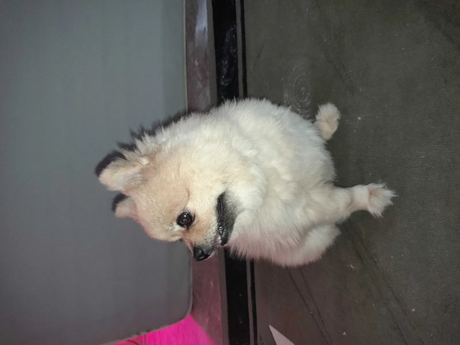 Found dog in Lilburn, GA, 30047