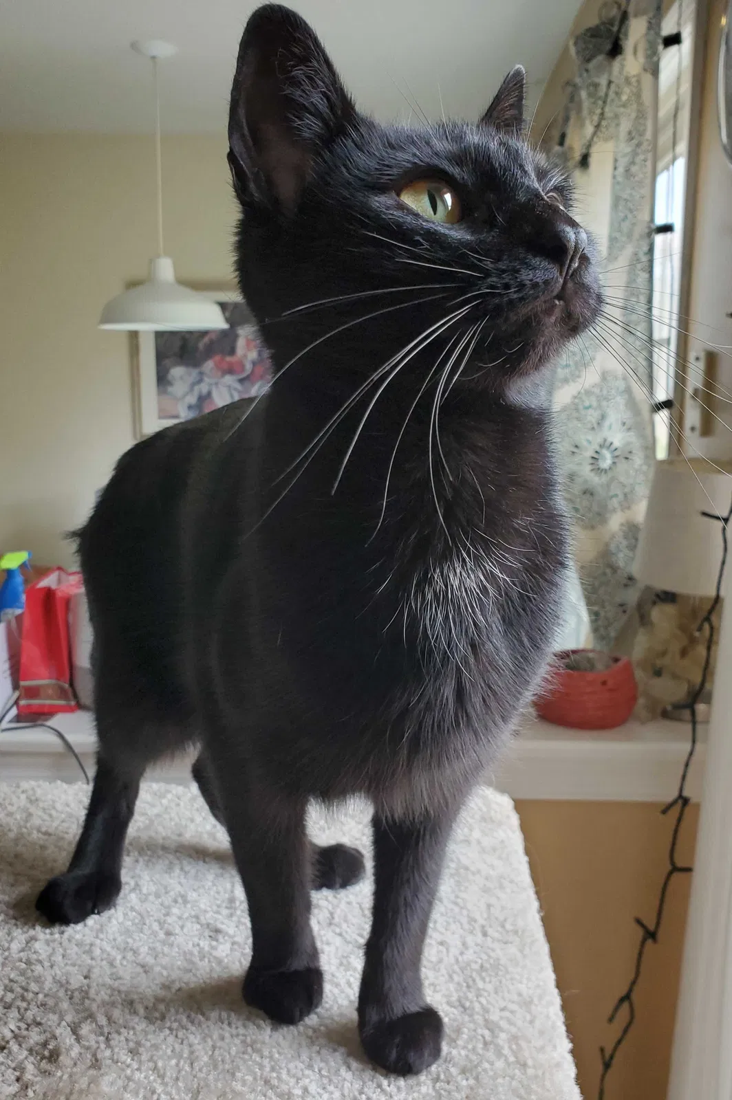 Lost cat in Royersford, PA, 19468