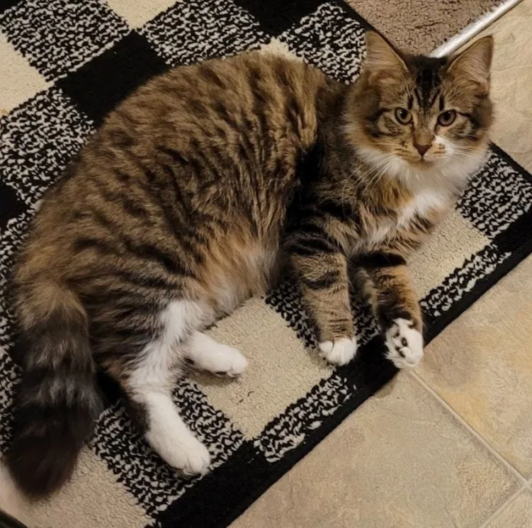 Lost cat in Noblesville, IN, 46062